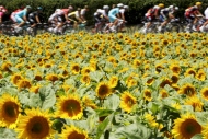 Fransada 14. etap Cavendishin